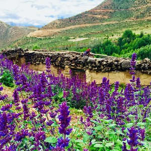 Ultimate Nepal Itinerary 7 Days with Pokhara & Muktinath Tour